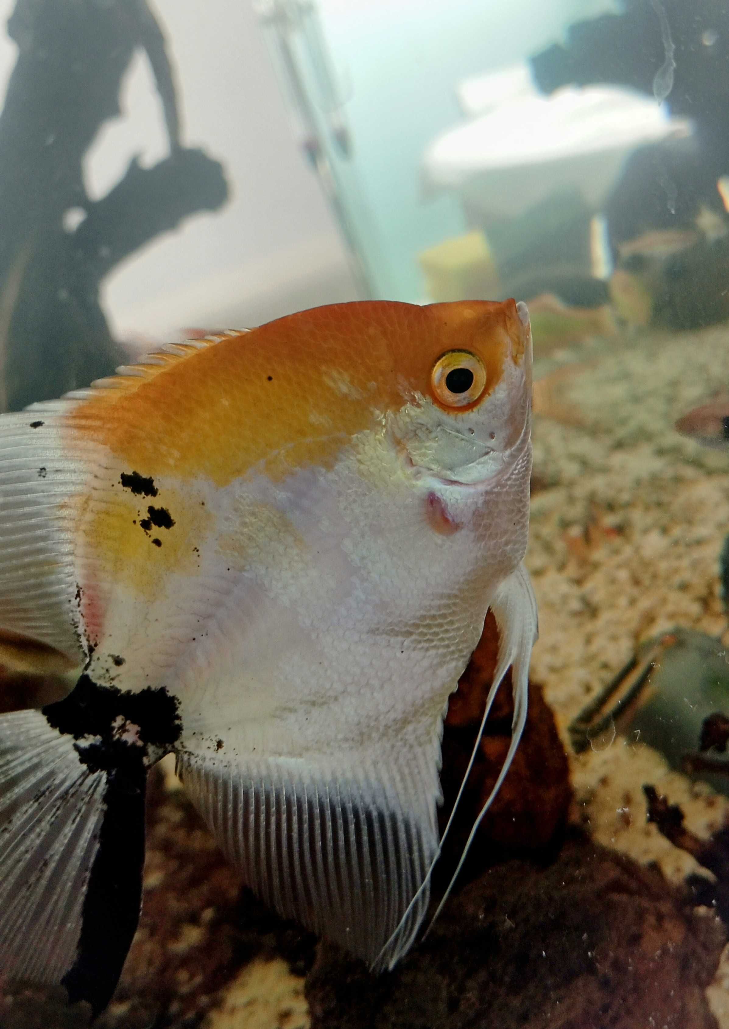 Peixes para venda