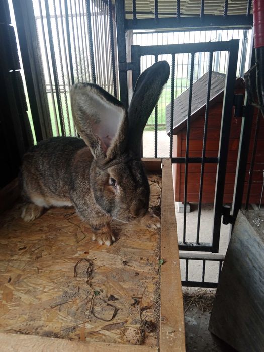 Młode króliki belgijskie