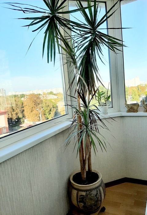 Драцена  вузьколистна  2,3 м.