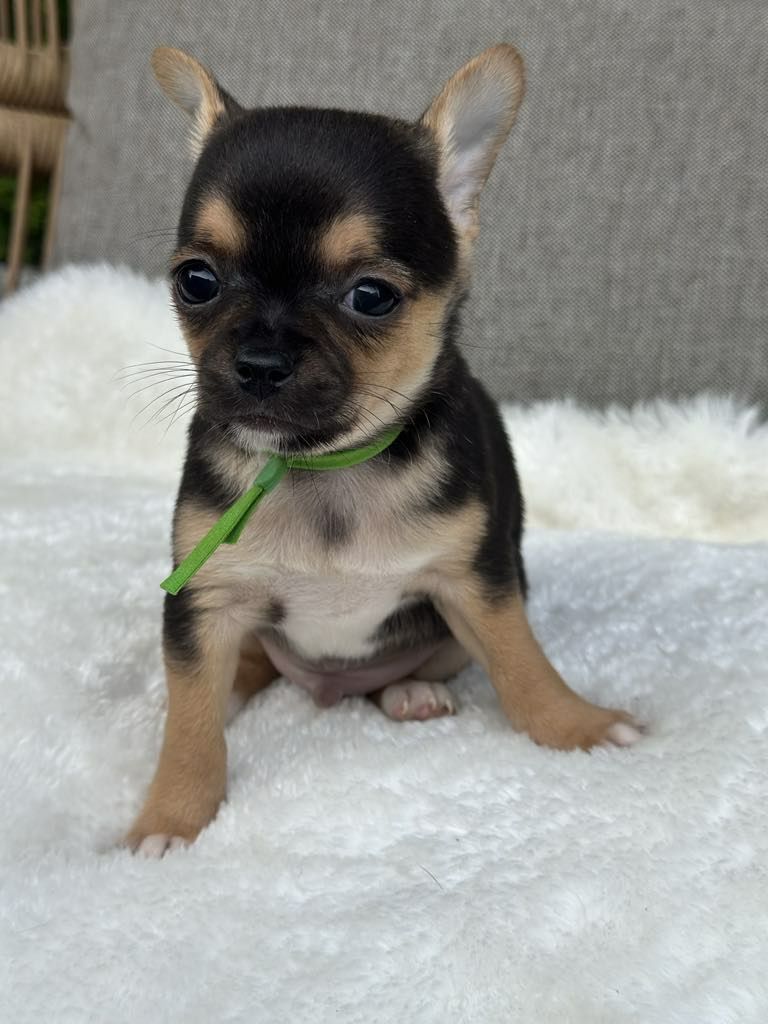 Sliczny chlopiec Chihuahua