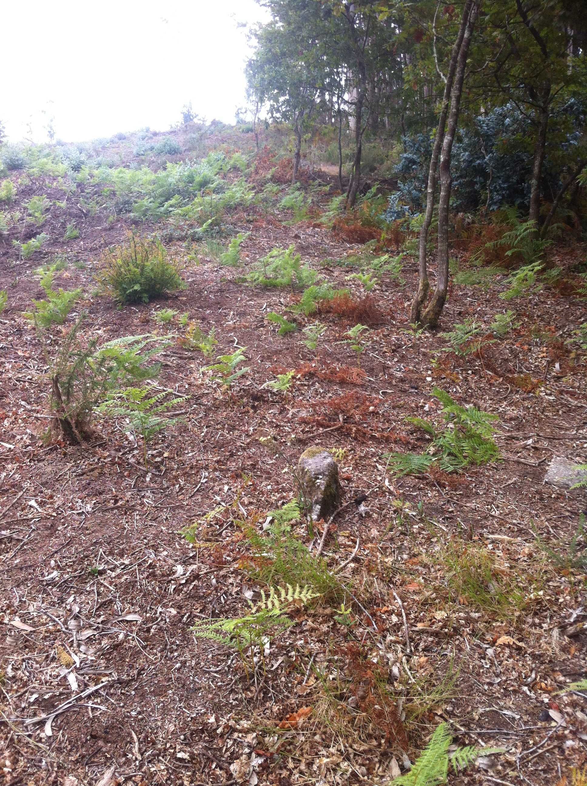 Terreno Urbano\florestal Covelas. Aceito propostas ou permuta