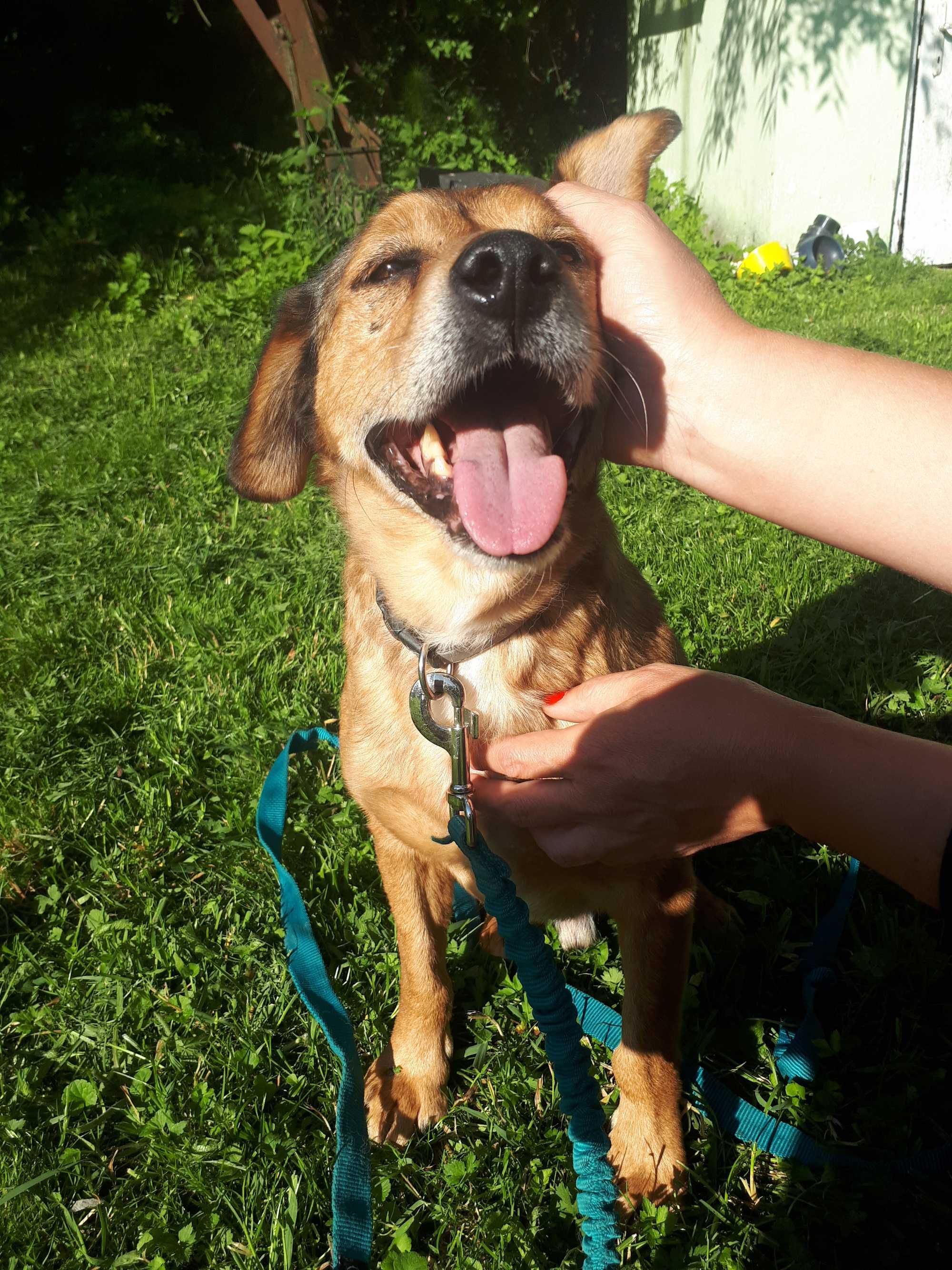 Adopcja Rudy Piesek