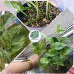 Maria Plants Epipremnum Snow Queen sadzonki