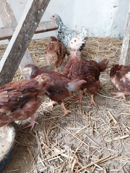 Młode Kury Karmazyny