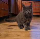 Kocurek Maine Coon FPL