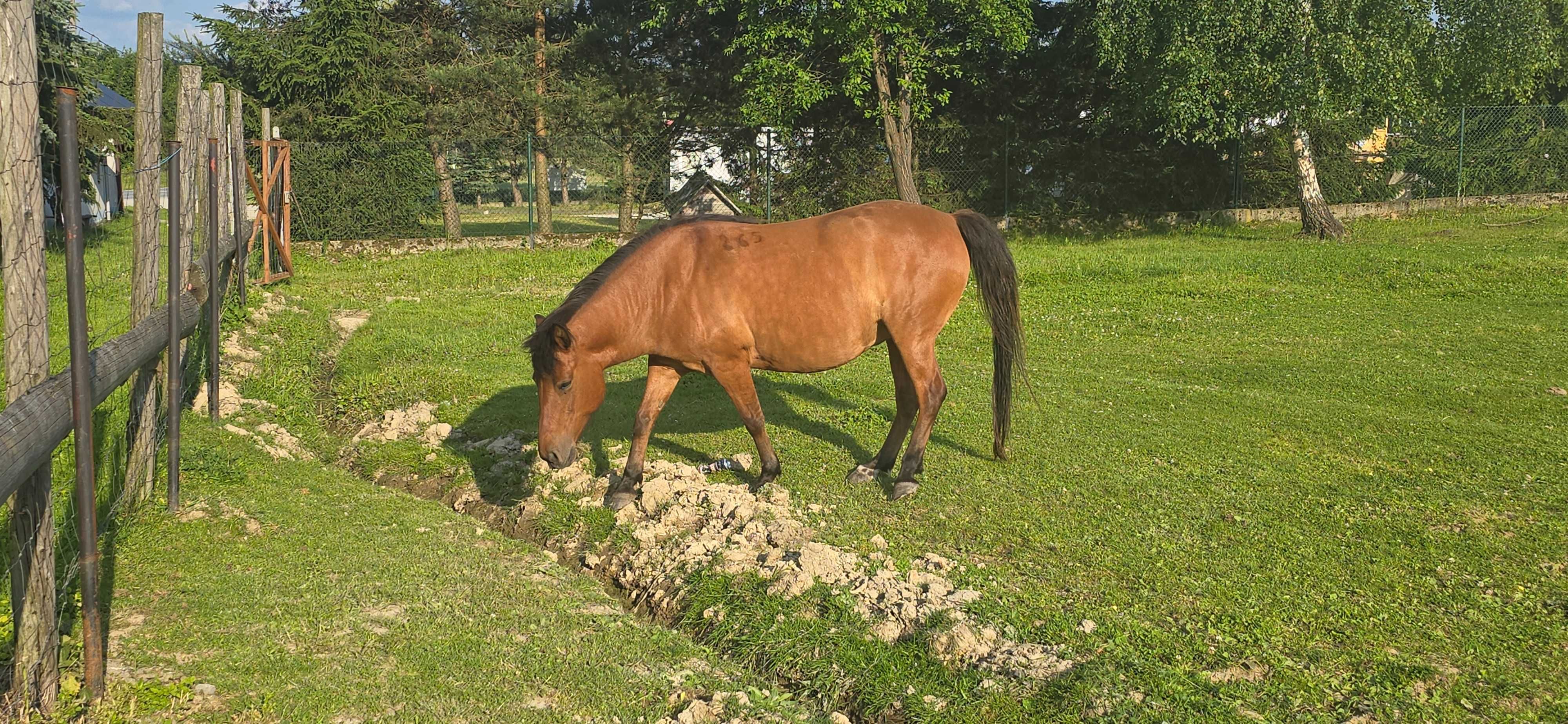 Klacz huculska pod siodło