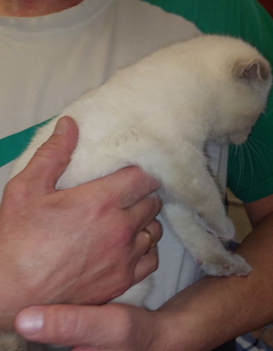 Шотландская вислоухая Девочка. Окрас Блю-пойнт.