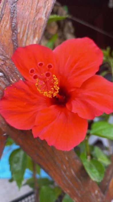 Продам гибискусы,драцену,толстянки,розмарин,жакаранду и уличные раст.