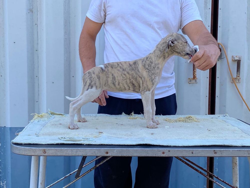 Whippet.   Fêmea