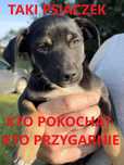 Z białym - szczeniak 2,5 miesiąca do adopcji