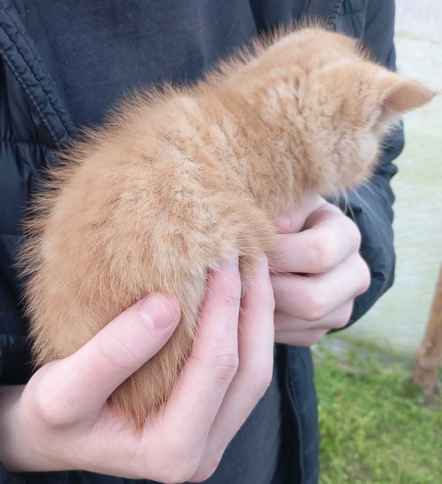 Milutkie kociaczki czekają na przytulenie :)