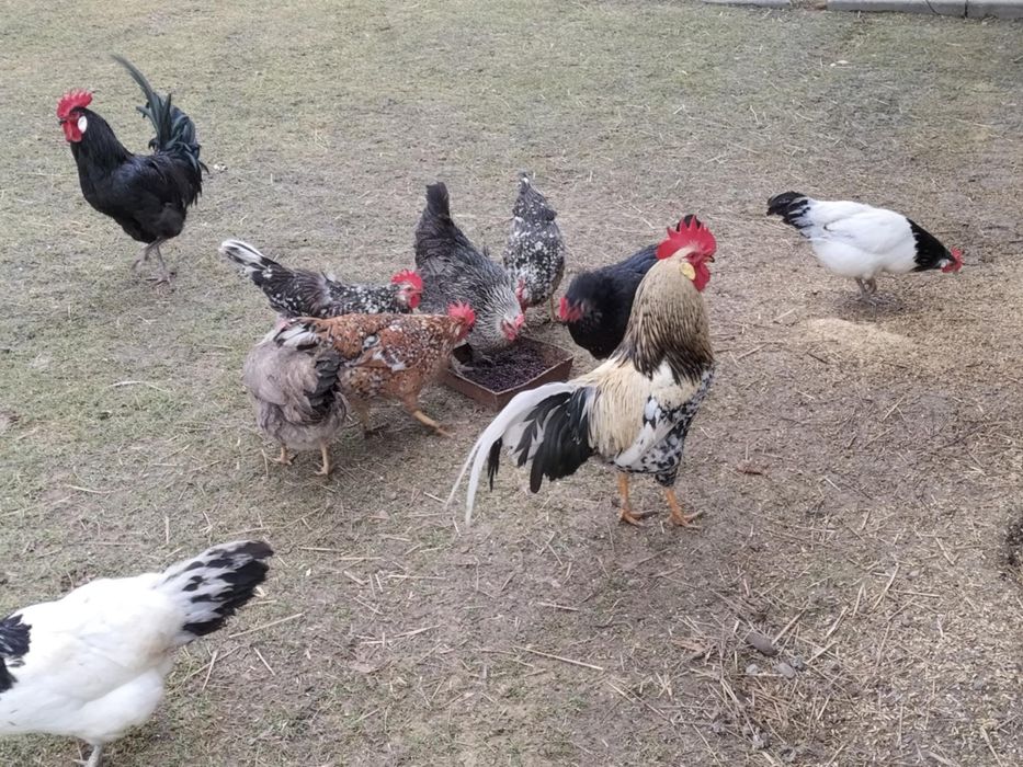 Sprzedam jajka lęgowe