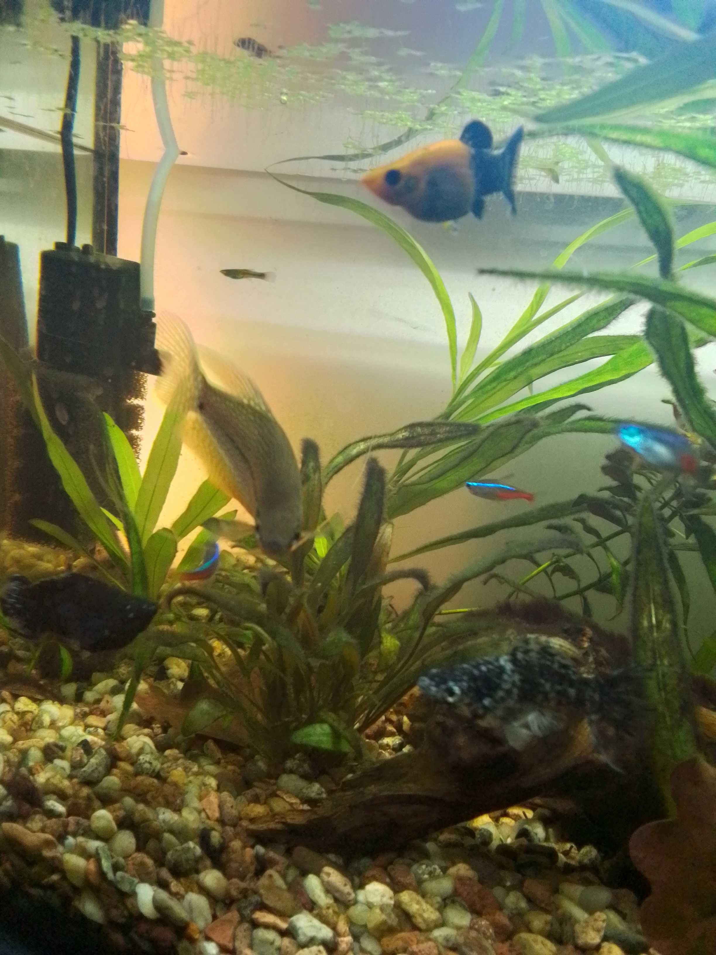 Sprzedam akwarium 54l Aquael