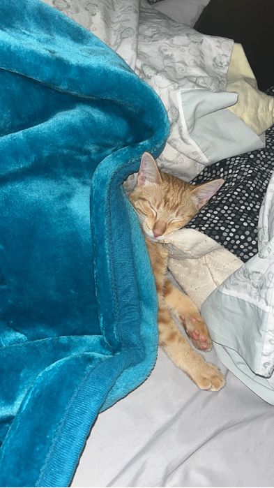 Gato laranja adoção