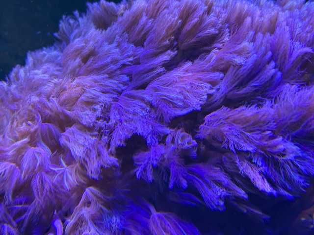 Anthelia / Tubipora musica / Clavularia akwarium morskie szczepki