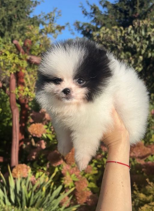 Szpic miniaturowy pomeranian suczka biala czarna