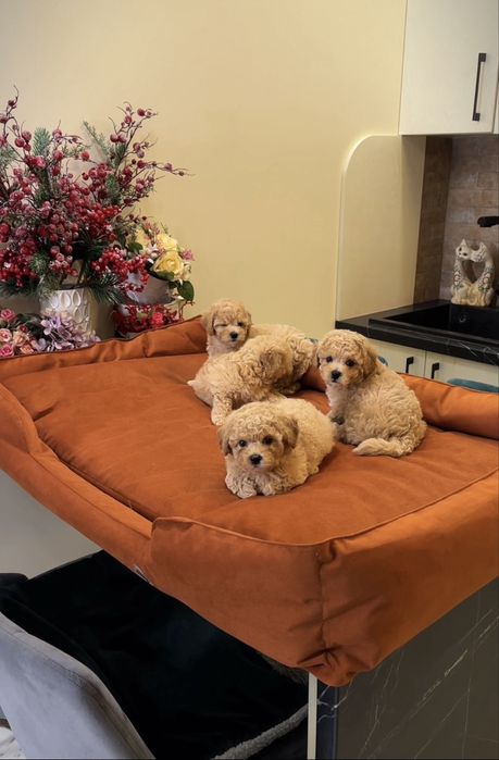 Крем- карамель цуценята мальтіпу ф1. МАЛЬТИПУ.