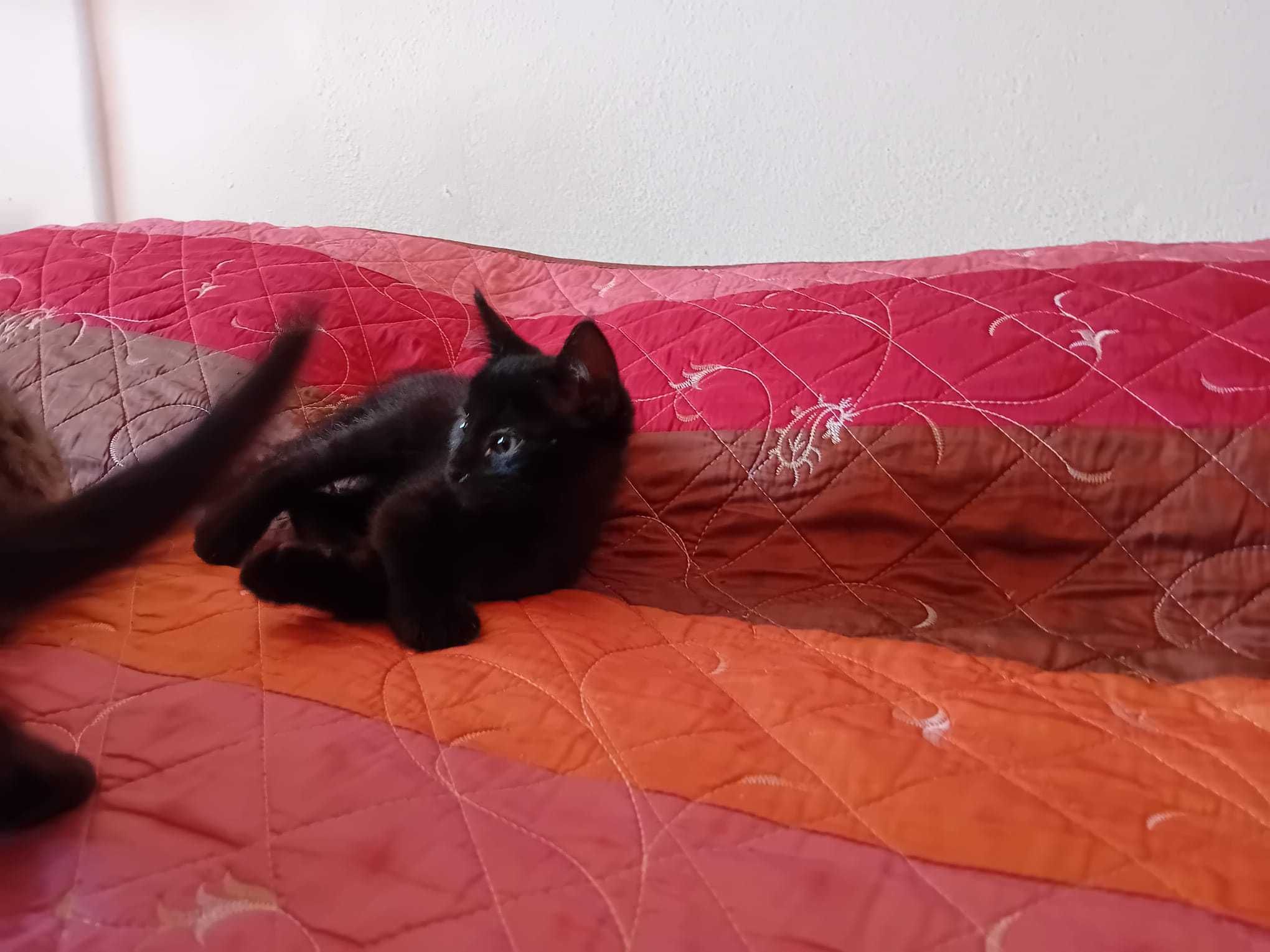 Gatinhos para dar