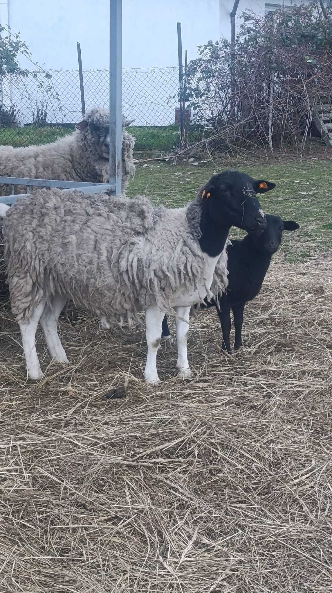 Owce Dorper  2 matki + 2 młode