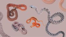 wąż zbożowy scaleless łysy bez łusek