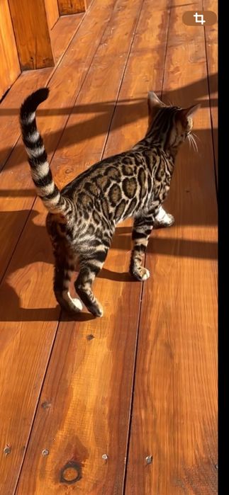 Бенгальське елітне кошеня Арія з родоводом