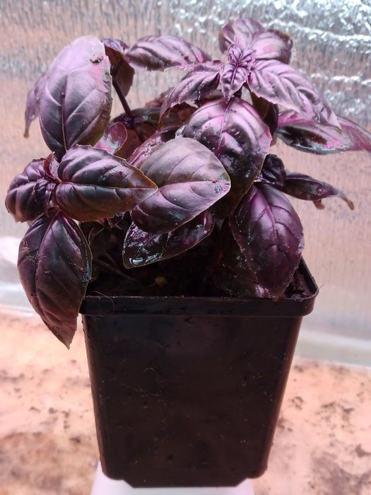 Базилік Єреванський