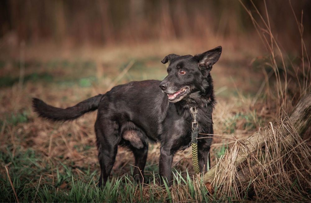 Kajtek szuka najlepszego domu! Adopcja psa