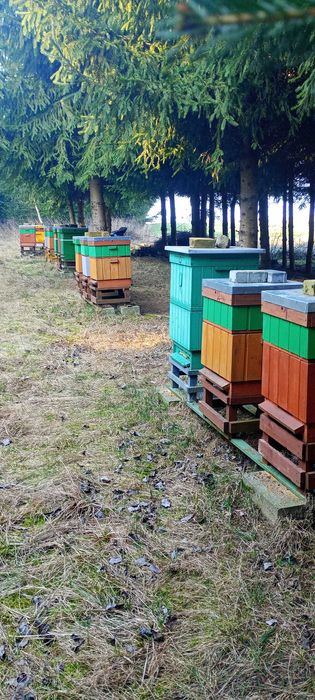 Sprzedam ule pasiekę z pszczołami