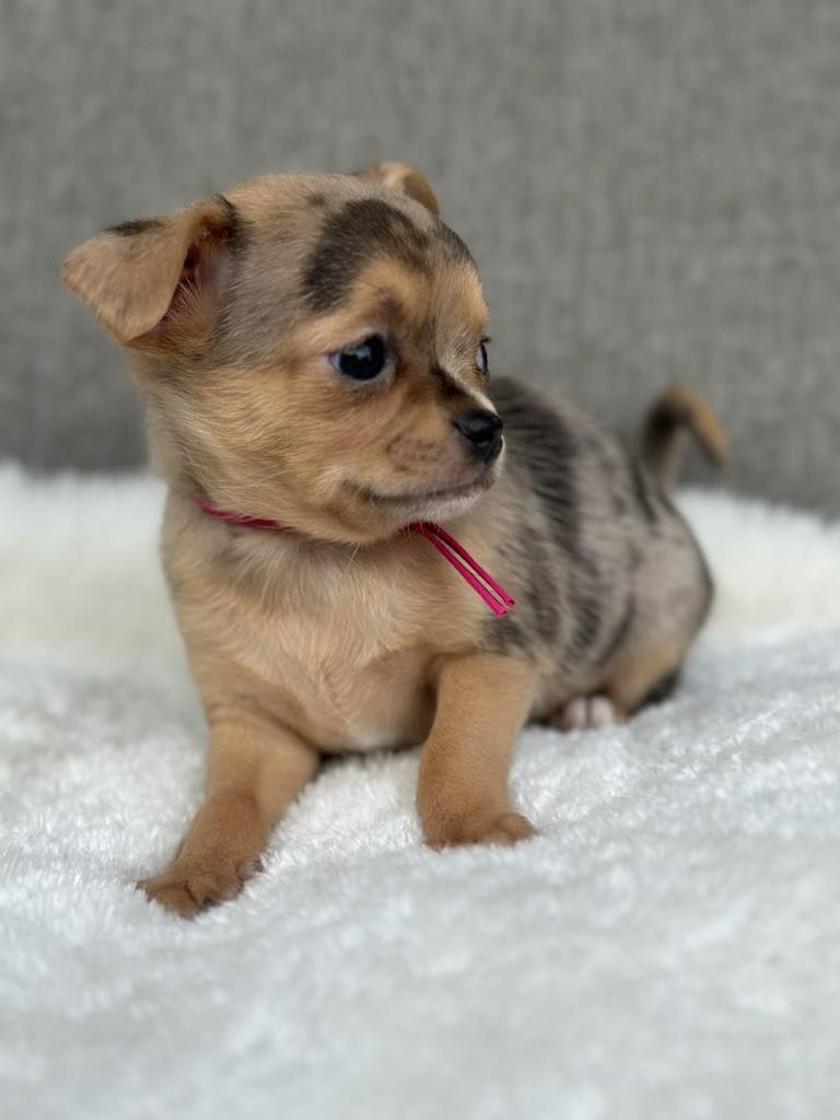 Przesliczna dziewczynka Chihuahua  choco merle tan