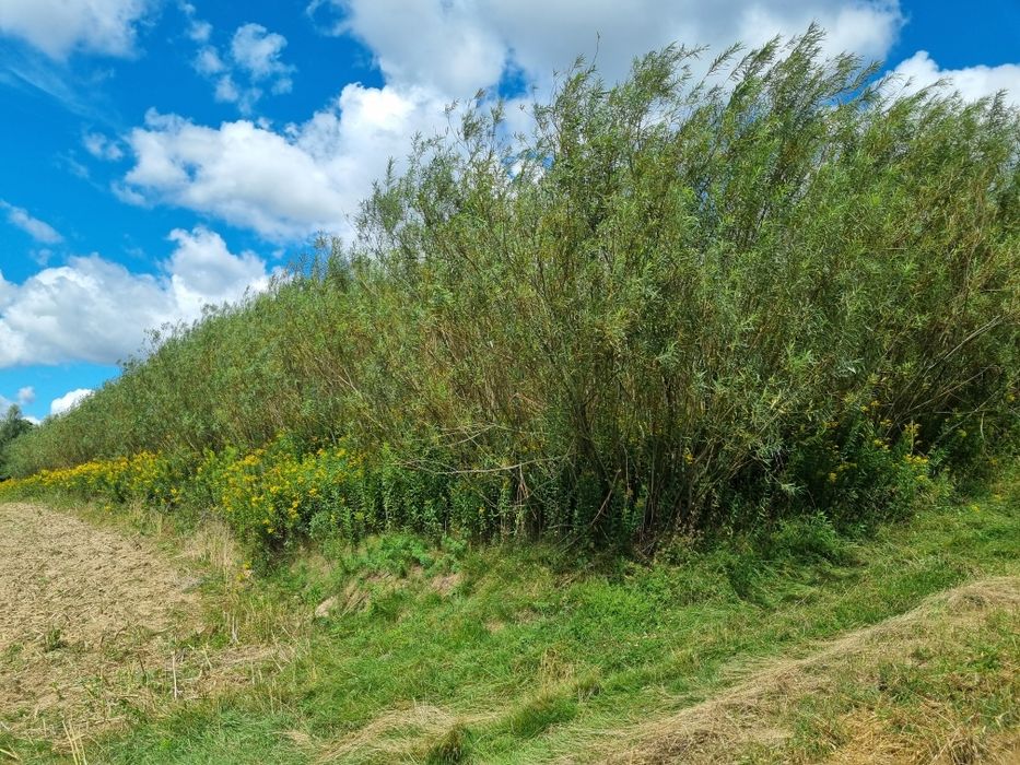 Wiklina Kij wierzba energetyczna