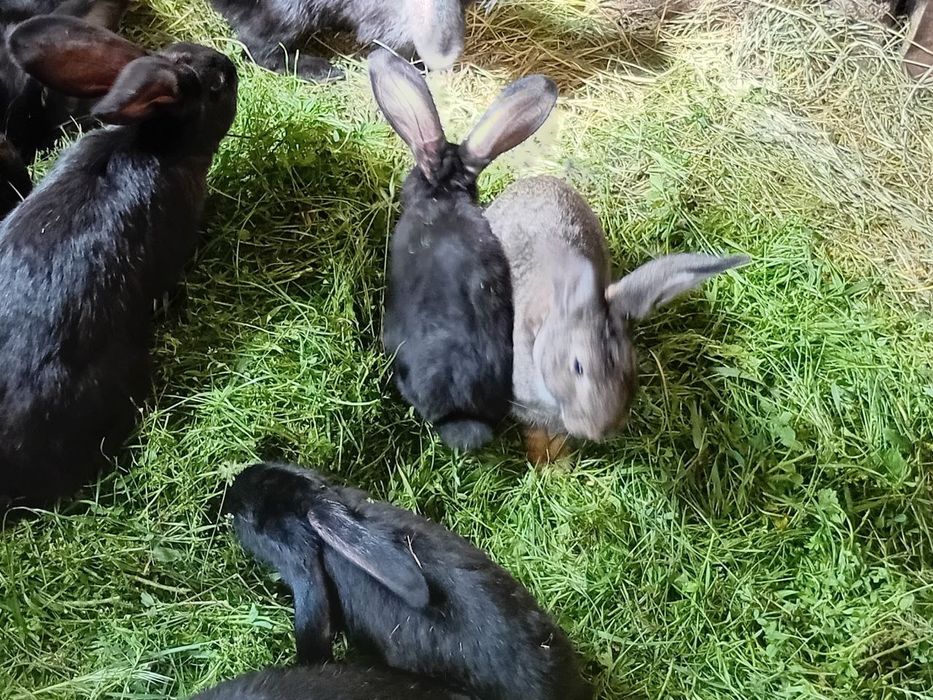 Продаються домашні кролі