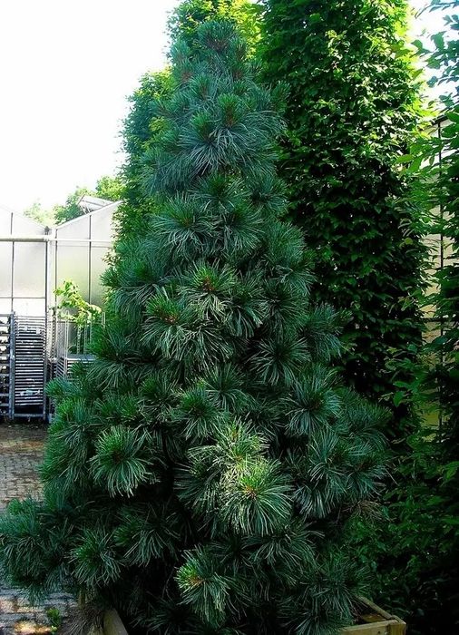 Сосна альпійська Pumilio, Кедр Корейський