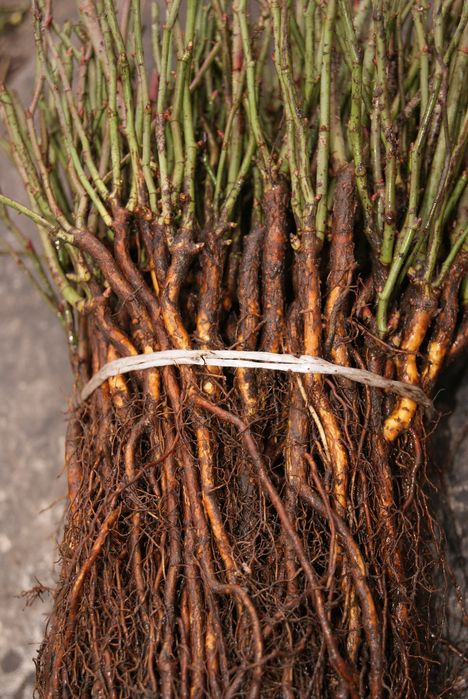 Продаємо підщепу шипшини