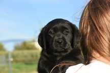 Samiec labrador ZKwP/FCI