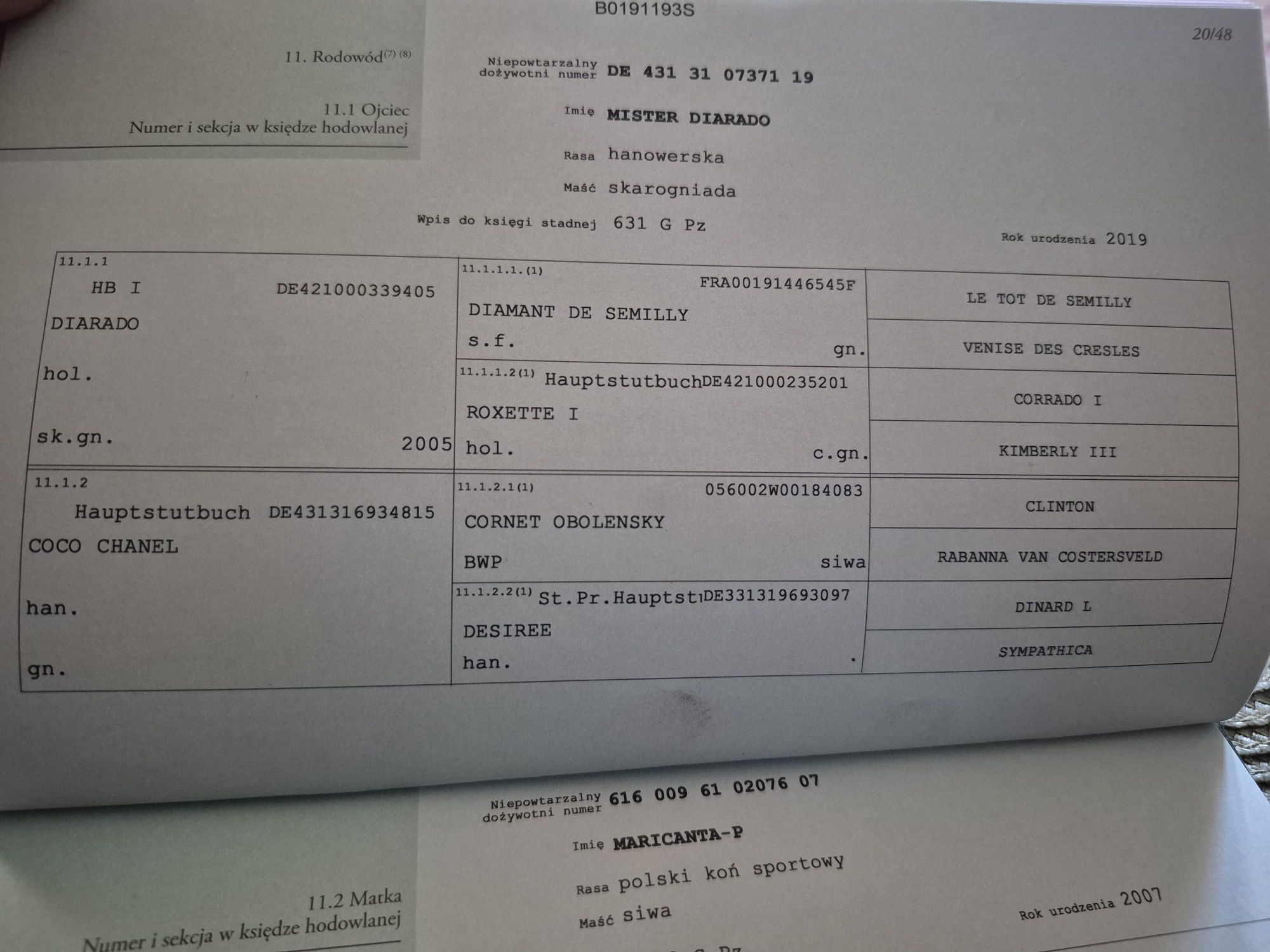 Piękny ogierek 1,5 roku