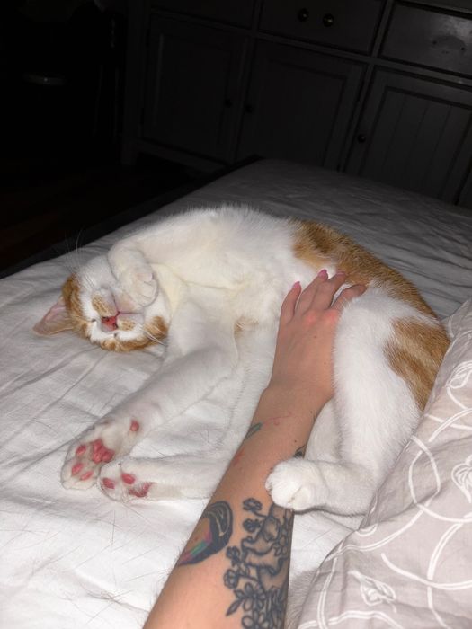 Oddam 2 wychowane, kochane kota w dobre ręce