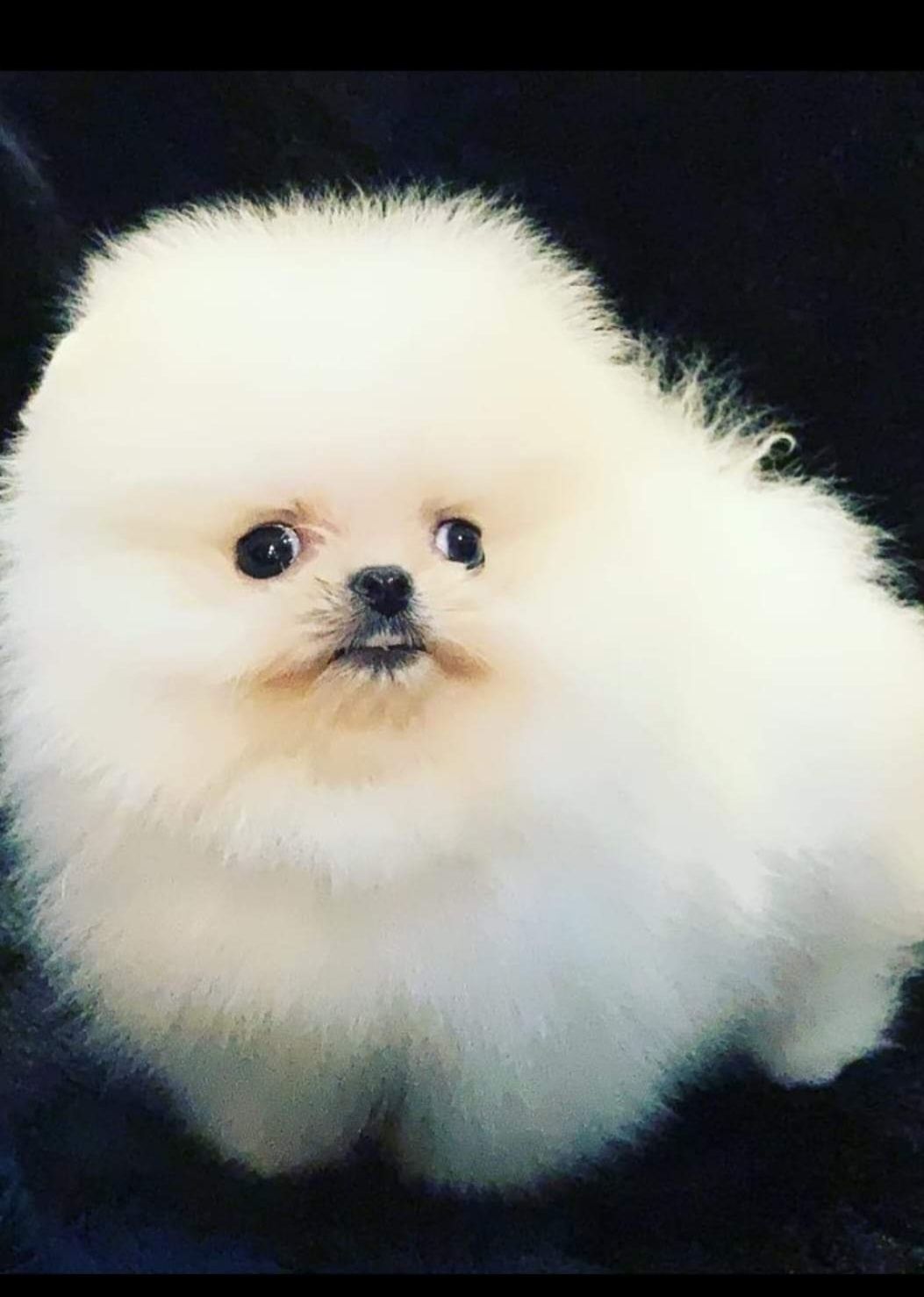 Luxpom.com Питомник.Тайские,корейские крови.Мини супермини.Белые,крем