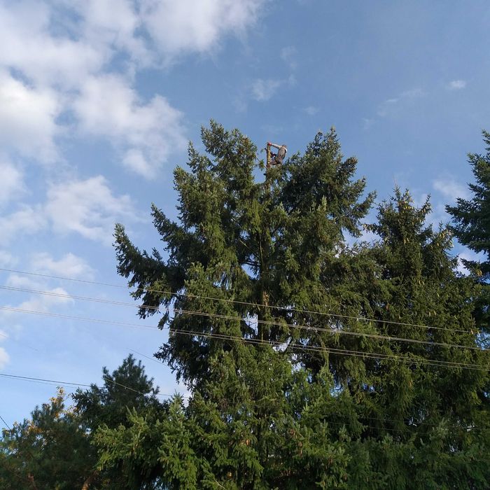 Wycinka drzew Ścinka drzew