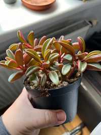 Peperomia Ruby Glow