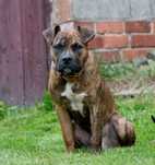 American Pit Bull Terrier ADBA unikalne krycie - piesek
