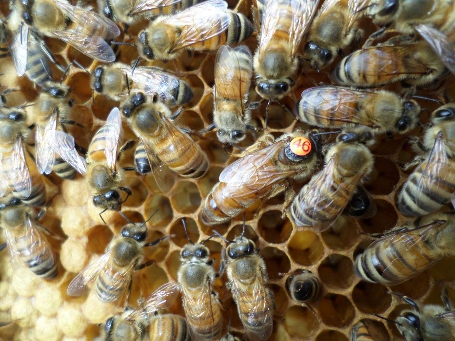 Бджоломатки (Пчеломатки-матки) Бакфаст F1 2024 р.