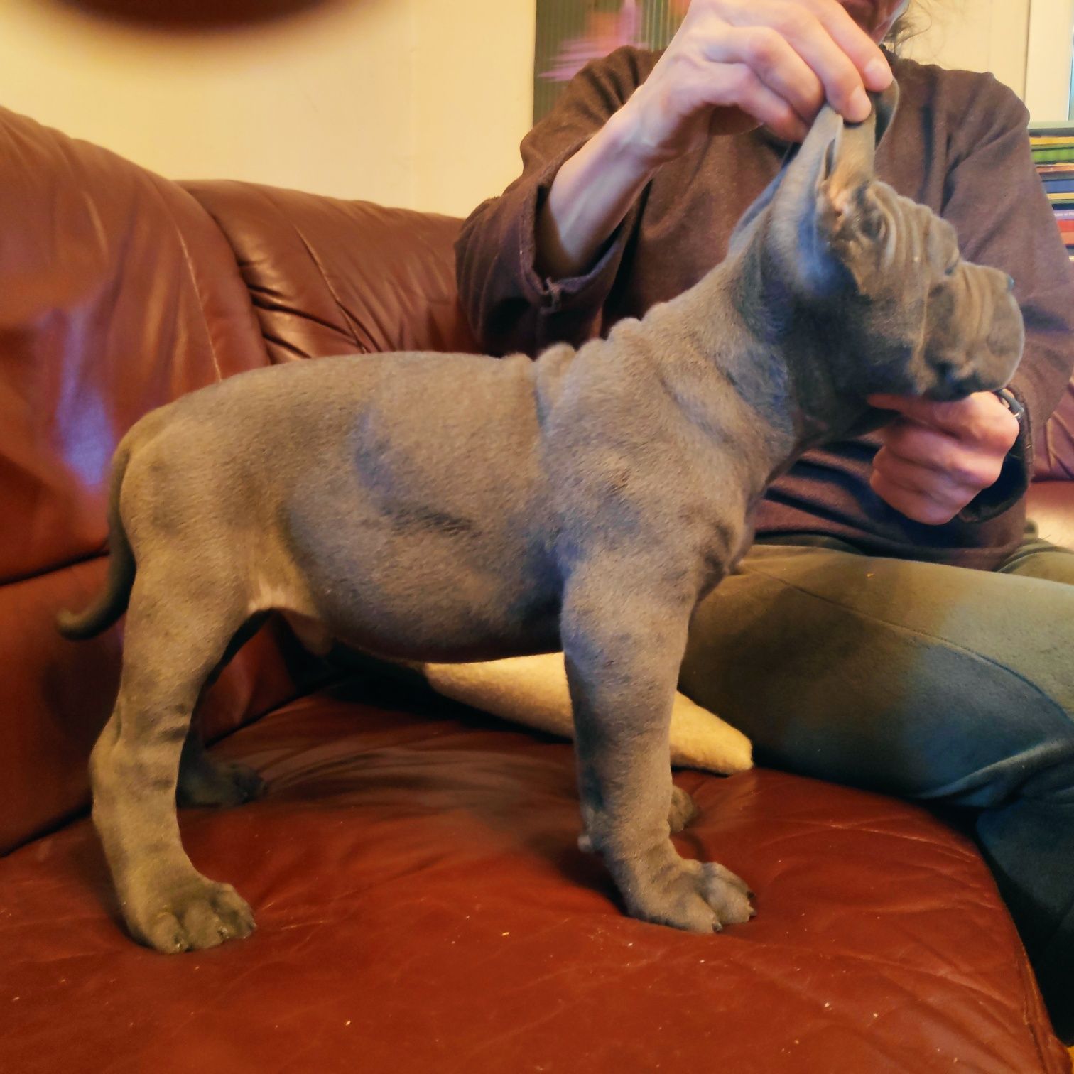 Cane corso błękitnookie cudo FCI