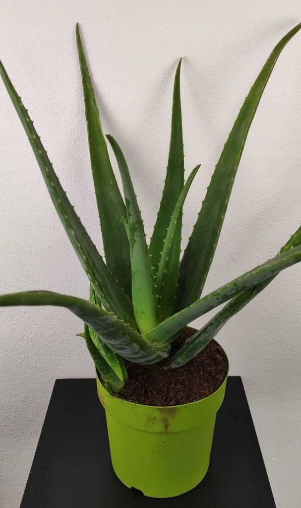 Aloes zwyczajny Aloe Vera LECZNICZY 80 cm