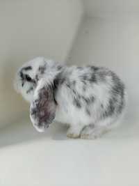 kroliczek i Mini Lop,baranek   sklep zoo Julianowska Łódź