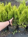 Thuja orientalis 'Aurea Nana' Туя східна 'Ауреа Нана'