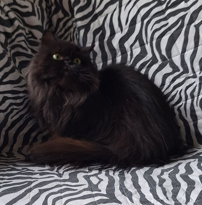 Шотланска дівчинка.