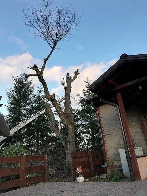 WYCINKA DRZEW frezowanie pni podnośnik koszowy 22m zwyżka rębak