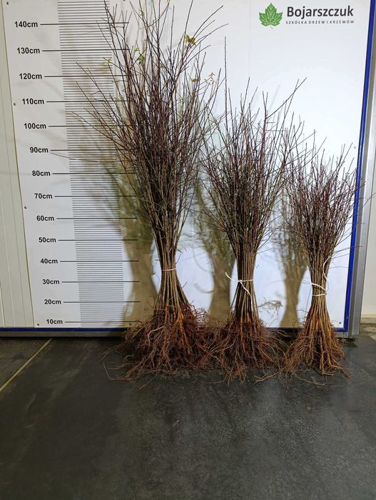 Ałycza - Podkładka dla drzew owocowych (śliw i innych) WIOSNA 2025