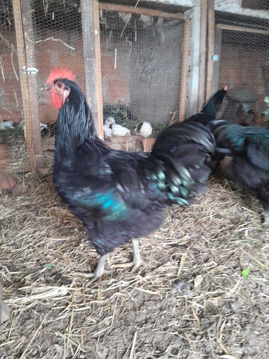 galos jersey gigante e plymouth