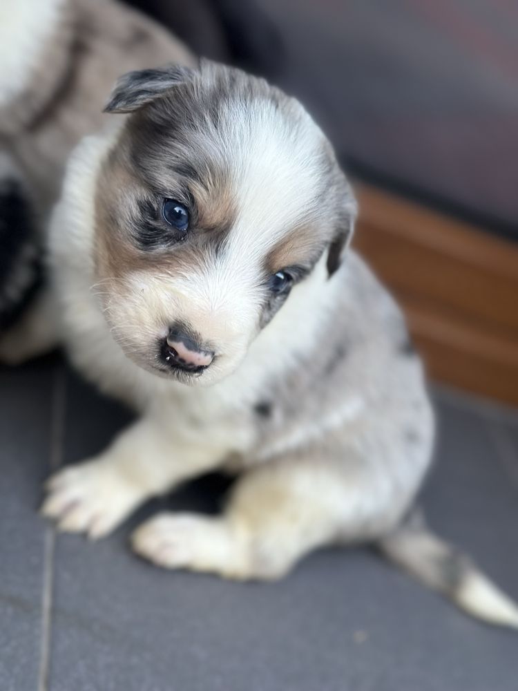 Piesek blue merle border collie